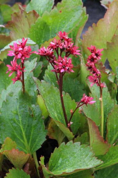 Mukgenia 'Nova Flame' from Terra Nova Nurseries