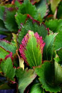 Mukgenia 'Nova Flame' from Terra Nova Nurseries