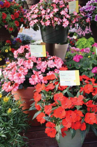 New Guinea Impatiens Florific Series (Syngenta Goldsmith)