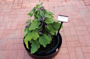 ‘Patio Baby’ Eggplant (PanAmerican Seed)