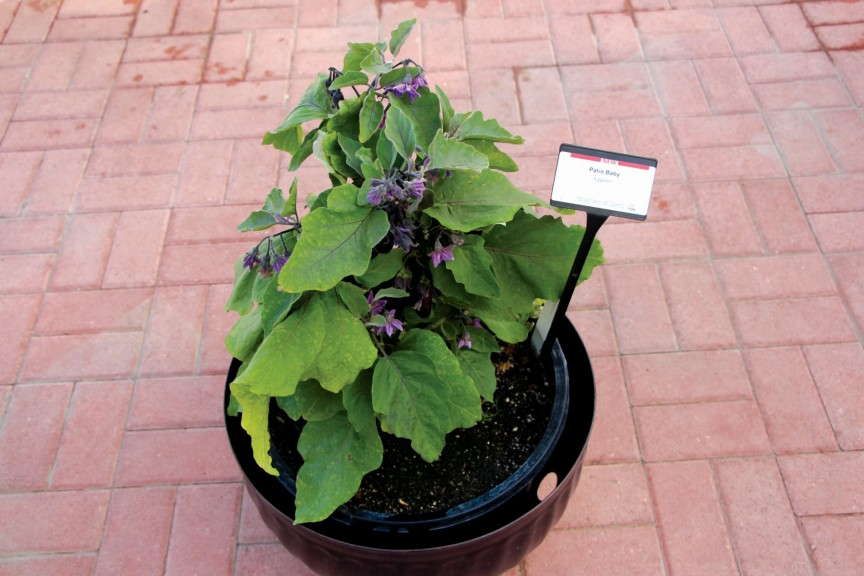 ‘Patio Baby’ Eggplant (PanAmerican Seed)