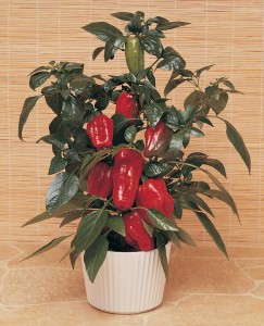 'Redskin' pepper from Vegetalis