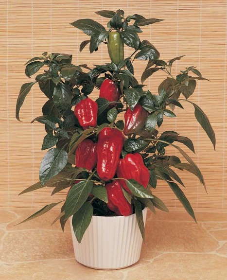 'Redskin' pepper from Vegetalis