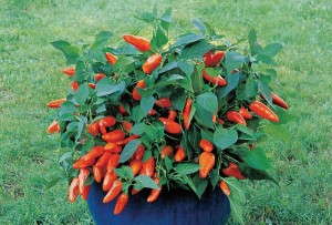 'Tangerine Dream' pepper from Burpee Home Gardens