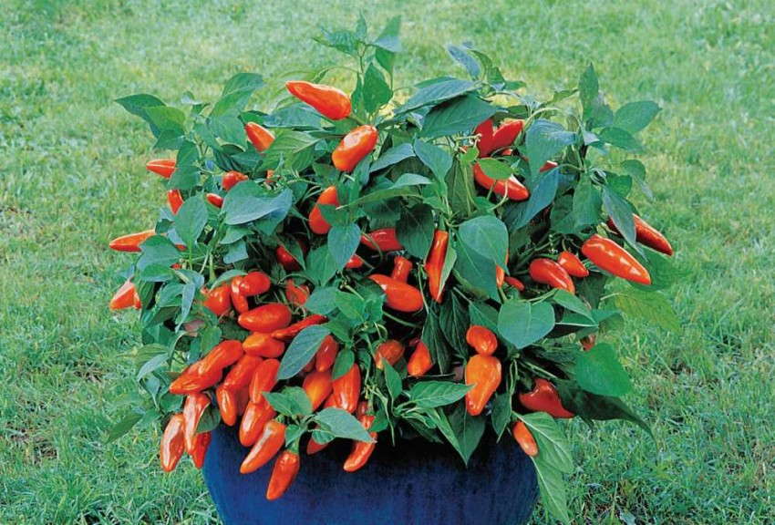 'Tangerine Dream' pepper from Burpee Home Gardens