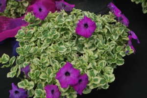 Petunia 'Glamouflage Grape' (Hort Couture)