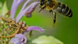 Watch “Neonicotinoids: Cutting Through The Clutter,” On YouTube