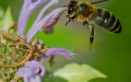 Watch “Neonicotinoids: Cutting Through The Clutter,” On YouTube