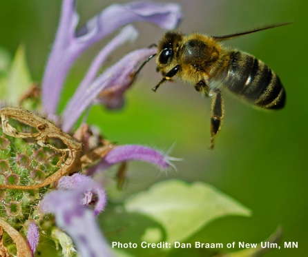 RISE Explains How To Promote Pollinator Health - Greenhouse Grower