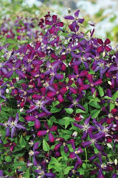 Clematis 'Sweet Summer Love' (Proven Winners ColorChoice)