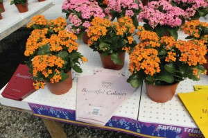 Kalanchoe Queen Series (Greenex)