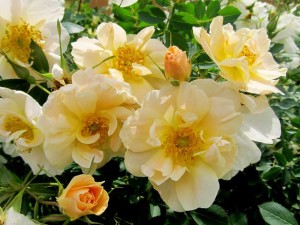 Rosa 'First Editions Above and Beyond' (Bailey Nurseries)