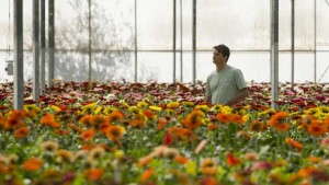 Svensson’s Anders Ludvigson Films The Greenhouse Industry First-Hand