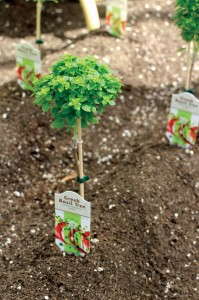 Savour Basil Tree (Hishtil Nursery via  Pacific Plug & Liner)