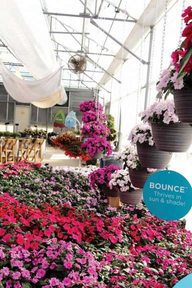 Letting plants speak for themselves