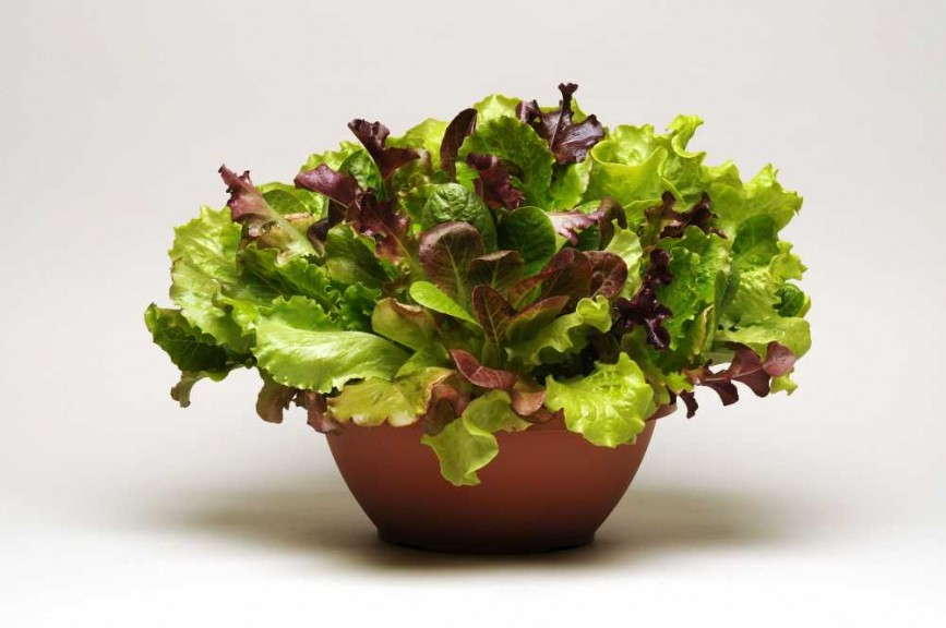 SimplySalad EndlessSummer PanAmerican Seed