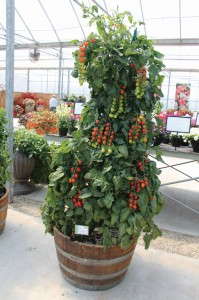 ‘Sugar Gloss’ Tomato (Vegetalis)