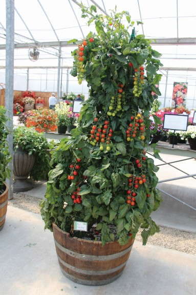 ‘Sugar Gloss’ Tomato (Vegetalis)