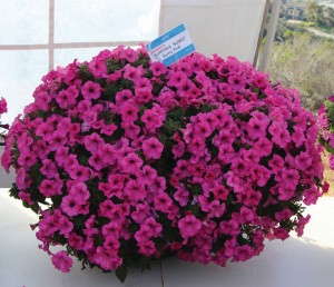 Petunia Surfinia Sumo Series (Suntory Flowers)