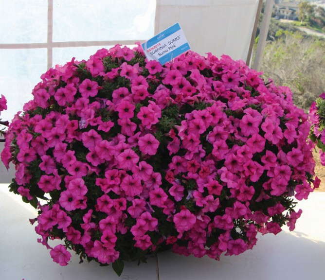 Petunia Surfinia Sumo Series (Suntory Flowers)