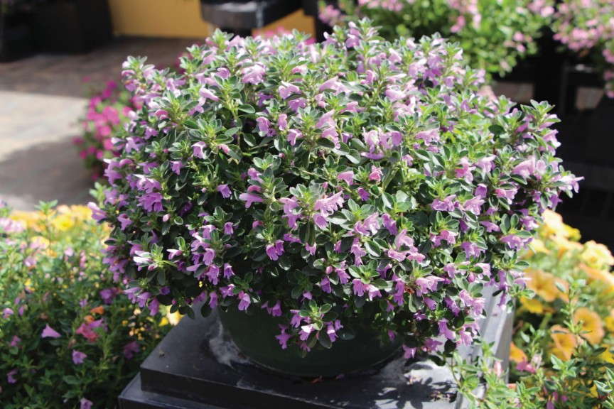 Supermint Series (EuroAmerican Propagators)