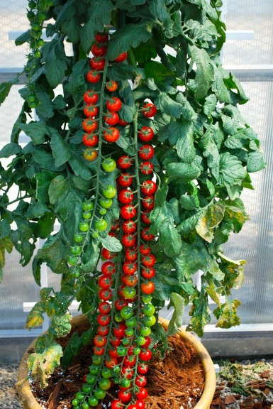 Tomato 'Rapunzel' (Floranova)