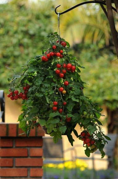 'TopsyTom' tomato from PanAmerican Seed