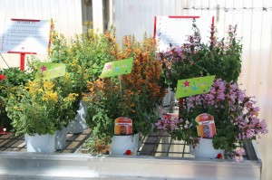 Agastache Arizona Series (American Takii)