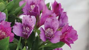 California Spring Trials: 20 Potted Plants For 2015 [Slideshow]