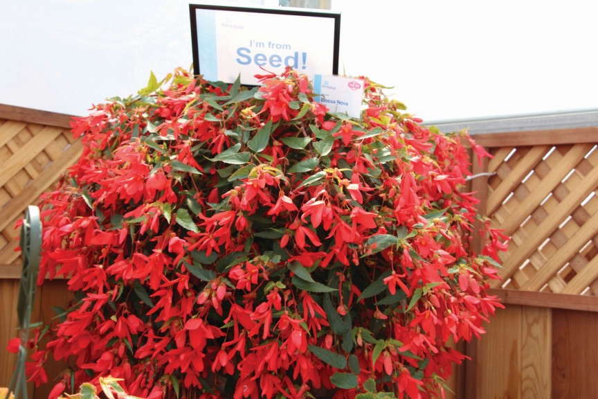 Begonia boliviensis Bossa Nova Series (Floranova)