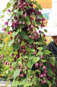 Rhodochiton Belle Vine (Thompson & Morgan)