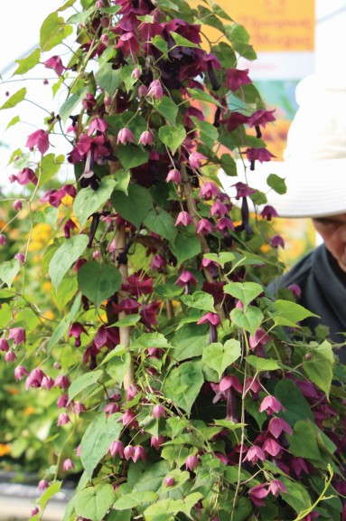 Rhodochiton Belle Vine (Thompson & Morgan)