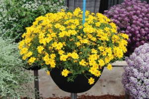 Bidens ‘Rapid Double Yellow’ (Fides-Oro)