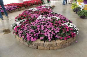 Impatiens Bounce & Big Bounce Series (Selecta)