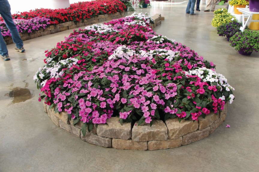 Impatiens Bounce & Big Bounce Series (Selecta)