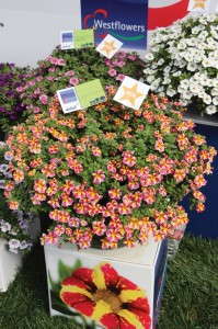 Calibrachoa ‘Candy Bouquet’ (Westhoff Flowers)
