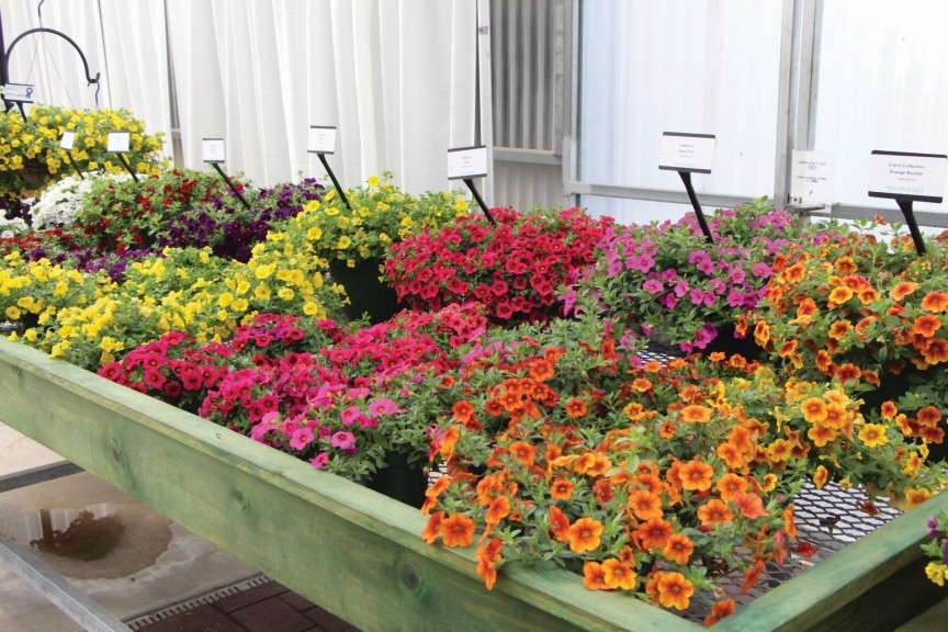 Industry's Choice - Calibrachoa Kabloom Series from PanAmerican Seed