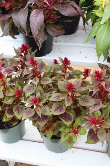 Celosia Hot Topic Series (Royal Van Zanten)