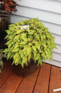 Coleus Marquee Collection (Burpee Home Gardens)