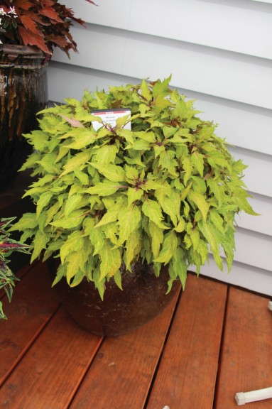 Coleus Marquee Collection (Burpee Home Gardens)