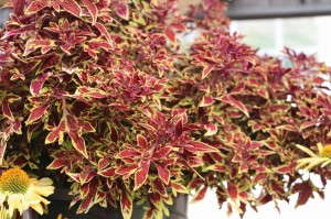 Coleus Terra Nova Series (Terra Nova Nurseries)