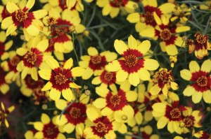Coreopsis 'Firefly' (Terra Nova Nurseries)