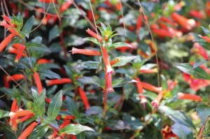 Cuphea ‘Vermillionaire’ (Proven Winners)