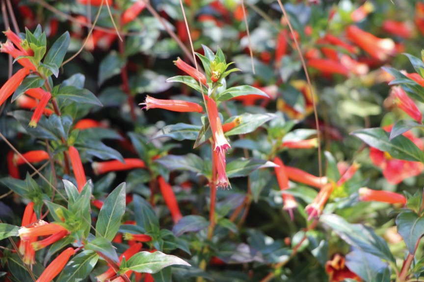 Cuphea ‘Vermillionaire’ (Proven Winners)