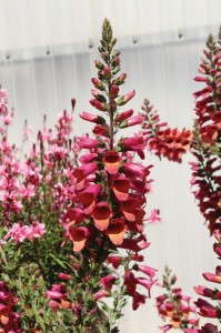 Digitalis 'Foxlight Series' (Darwin Perennials)