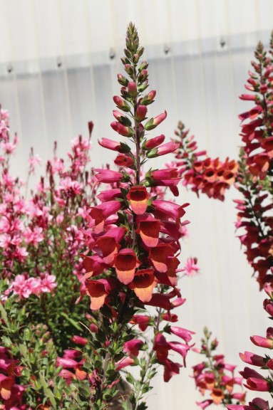 Digitalis 'Foxlight Series' (Darwin Perennials)