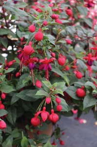 Fuchsia Windchimes Series (GreenFuse Botanicals)