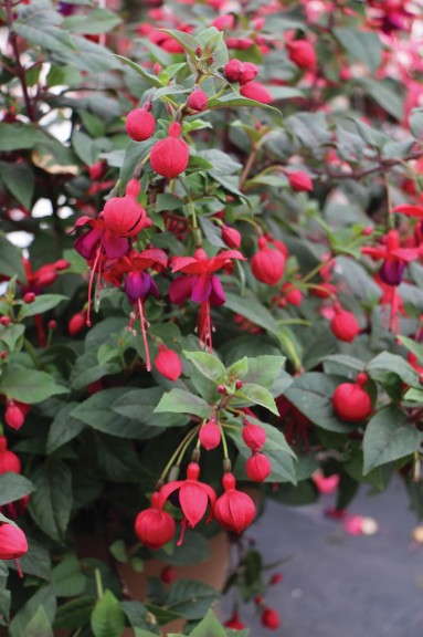 Fuchsia Windchimes Series (GreenFuse Botanicals)