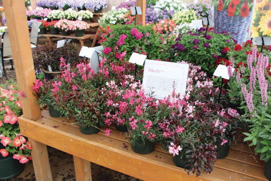 Gaura Gaudi Series (Florensis)