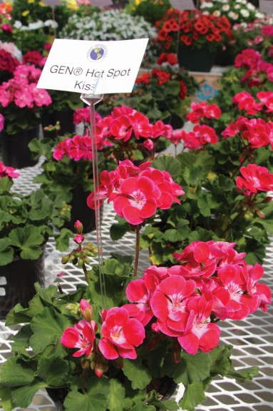 Gen Geraniums (Vivero)